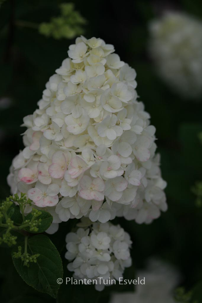 Hydrangea paniculata ‘Rensun’ (SUNDAE FRAISE)