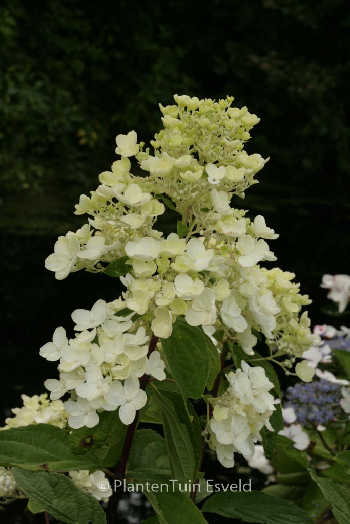 Hydrangea paniculata ‘Rosy Morn’