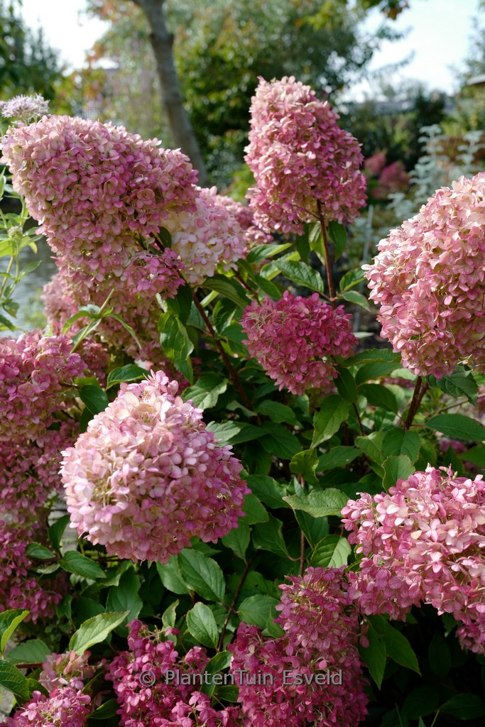 Hydrangea paniculata ‘SMHPPINKA’ (PINKACHU)