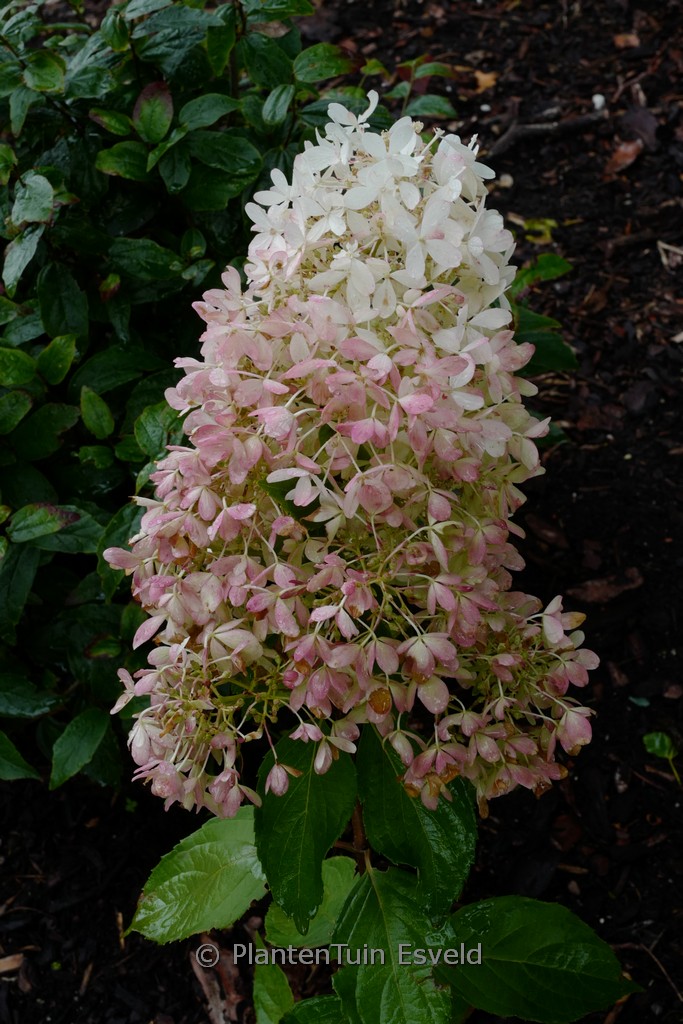 Hydrangea paniculata ‘SMHPRZEP’ (ZINFIN DOLL)