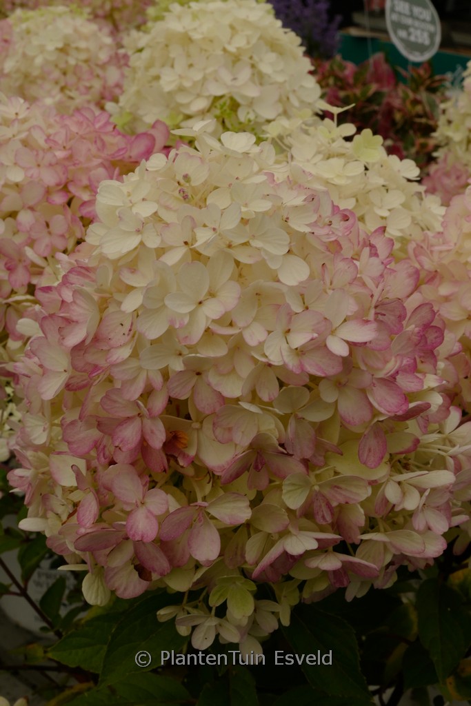 Hydrangea paniculata ‘SMNHPR’ (Fire Light Tiny Bit)