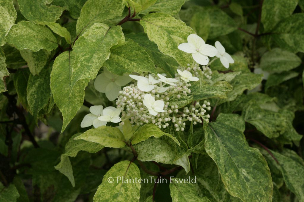 Hydrangea paniculata ‘Shikoku Flash’