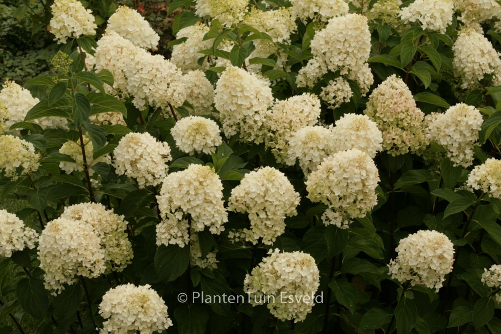 Hydrangea paniculata ‘Silver Dollar’