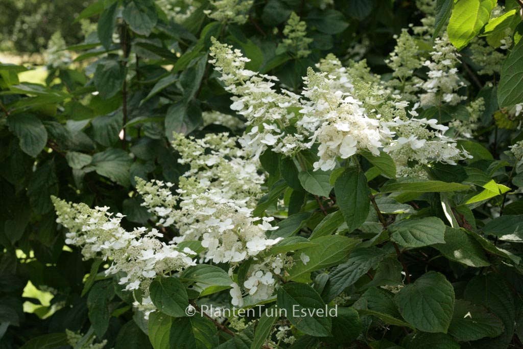 Hydrangea paniculata ‘Tardiva’