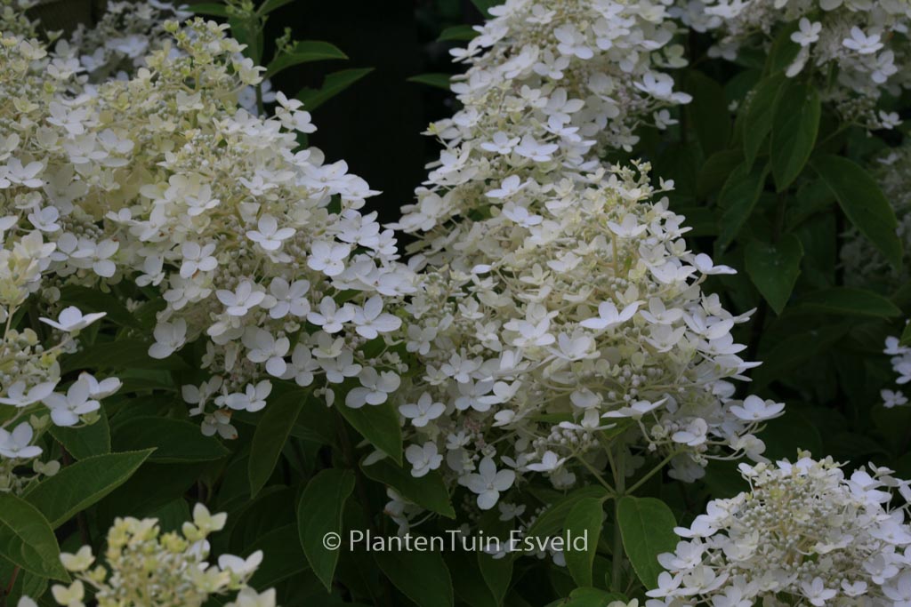 Hydrangea paniculata ‘Vlasveld 02’ (CONFETTI)