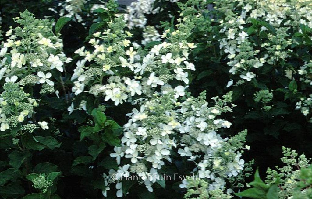 Hydrangea paniculata ‘White Lady’