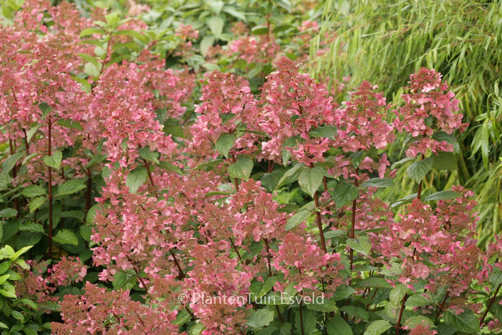 Hydrangea paniculata ‘Wim’s Red’