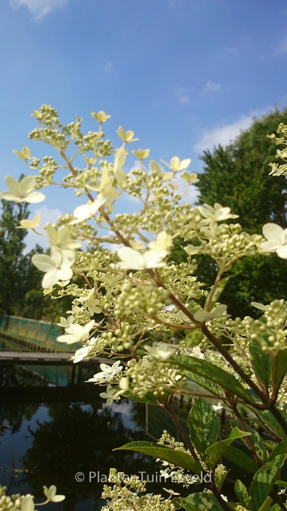 Hydrangea paniculata ‘Yuan-yang’