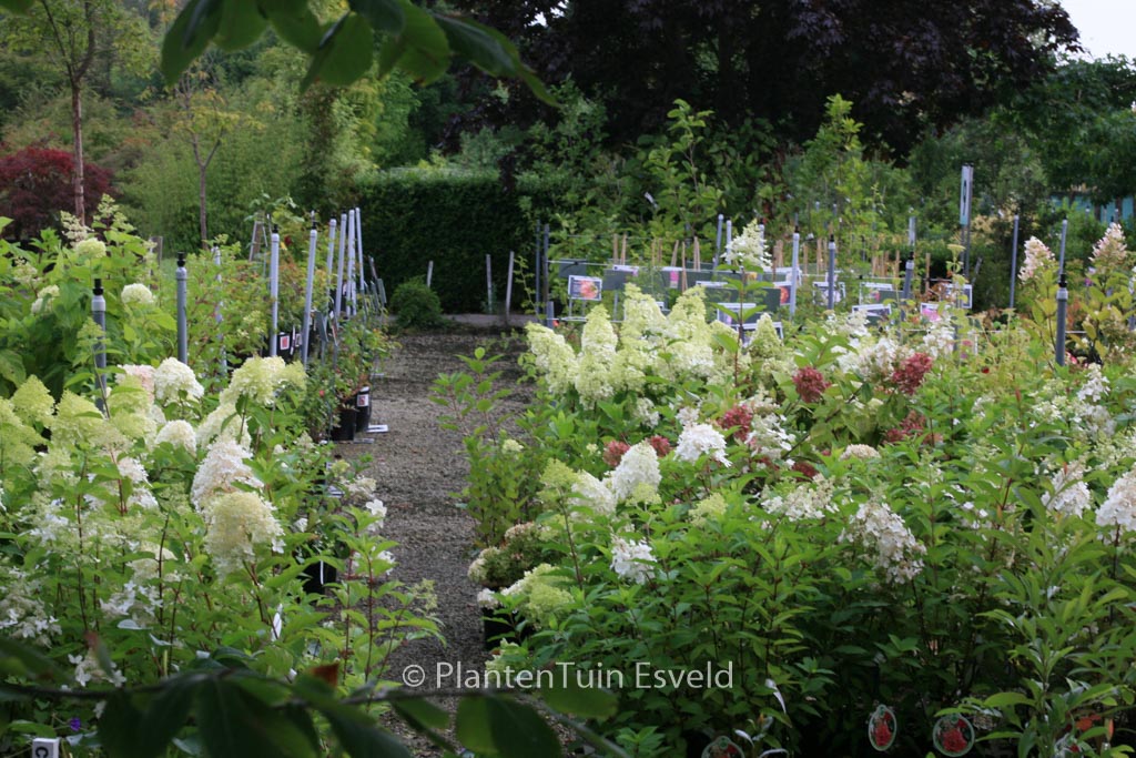 Hydrangea paniculata