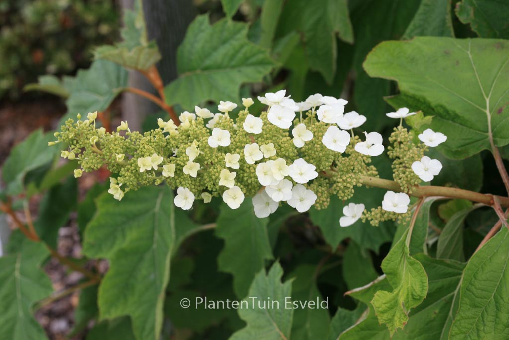 Hydrangea quercifolia ‘Alice’