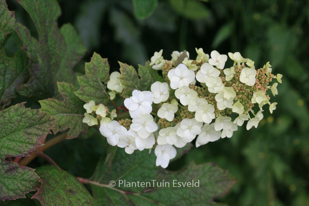 Hydrangea quercifolia ‘Applause’