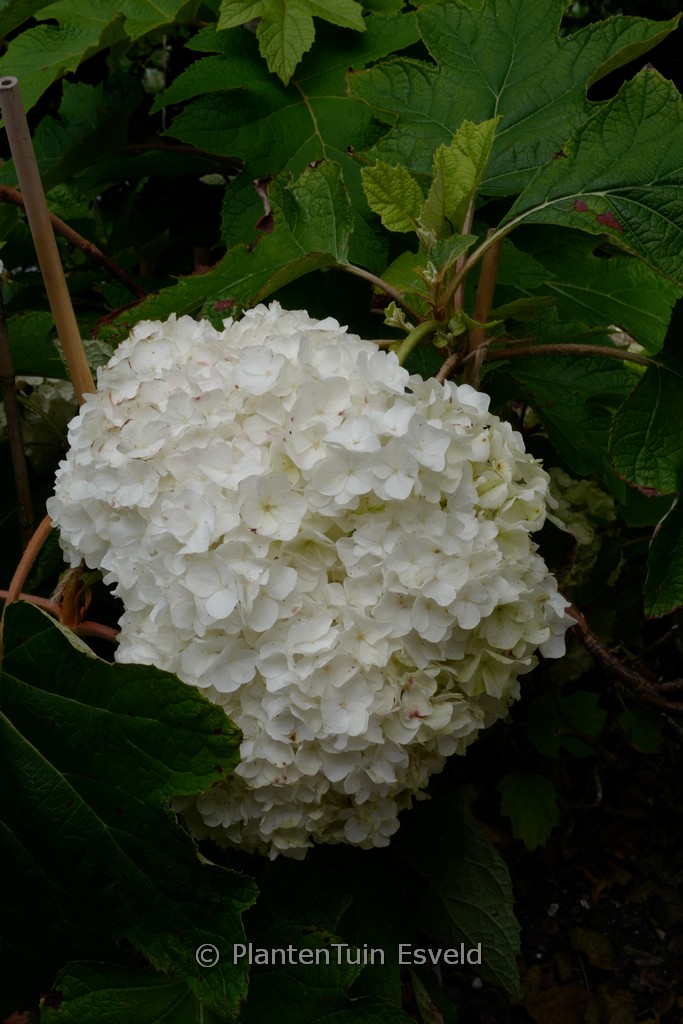 Hydrangea quercifolia ‘Brother Edward’ (GATSBY MOON)