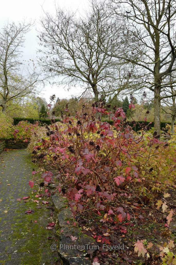 Hydrangea quercifolia ‘Burgundy’