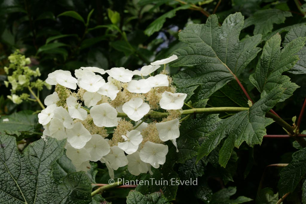 Hydrangea quercifolia ‘Flemigea’ (SNOWQUEEN)
