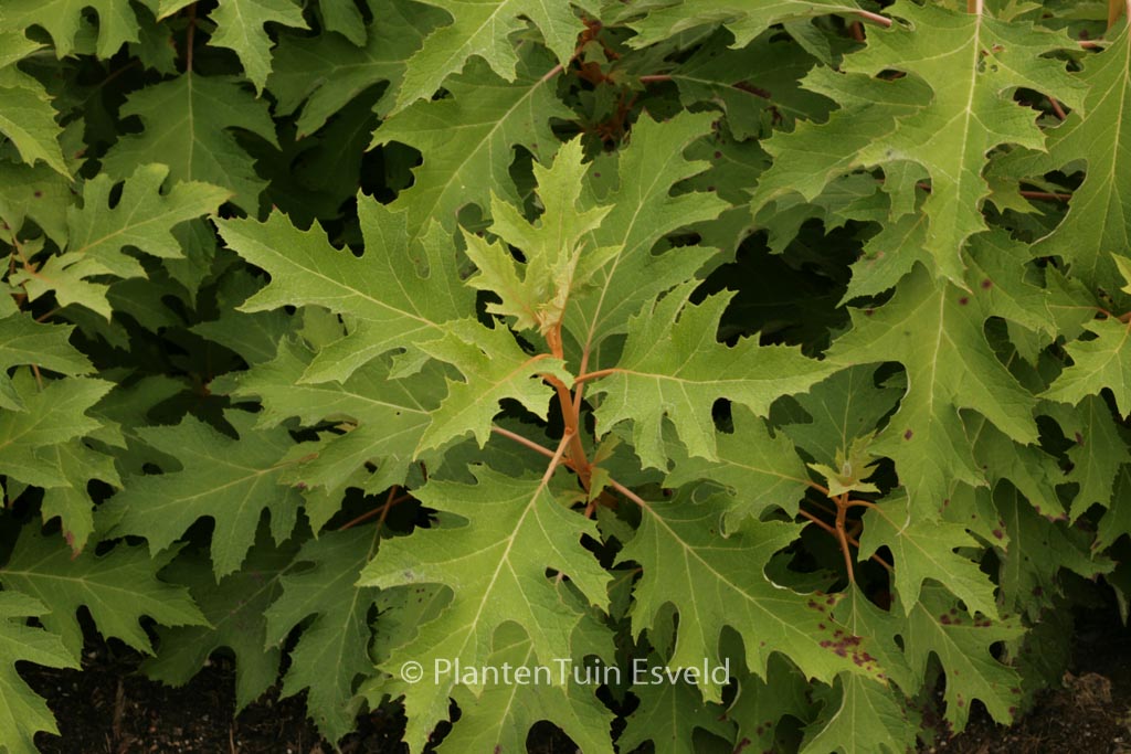 Hydrangea quercifolia ‘Haopr010’ (ICE CRYSTAL)