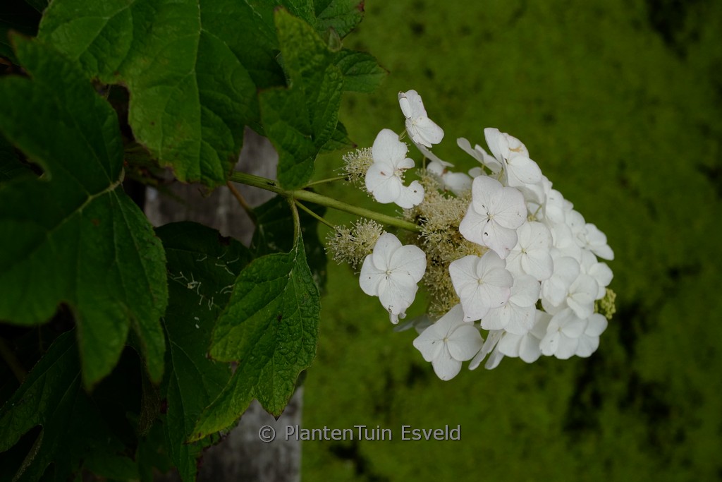 Hydrangea quercifolia ‘JoAnn’ (GATSBY PINK)