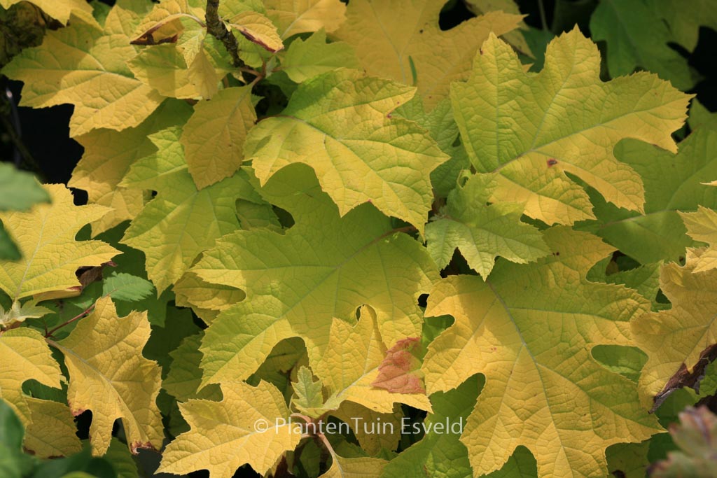 Hydrangea quercifolia ‘Little Honey’