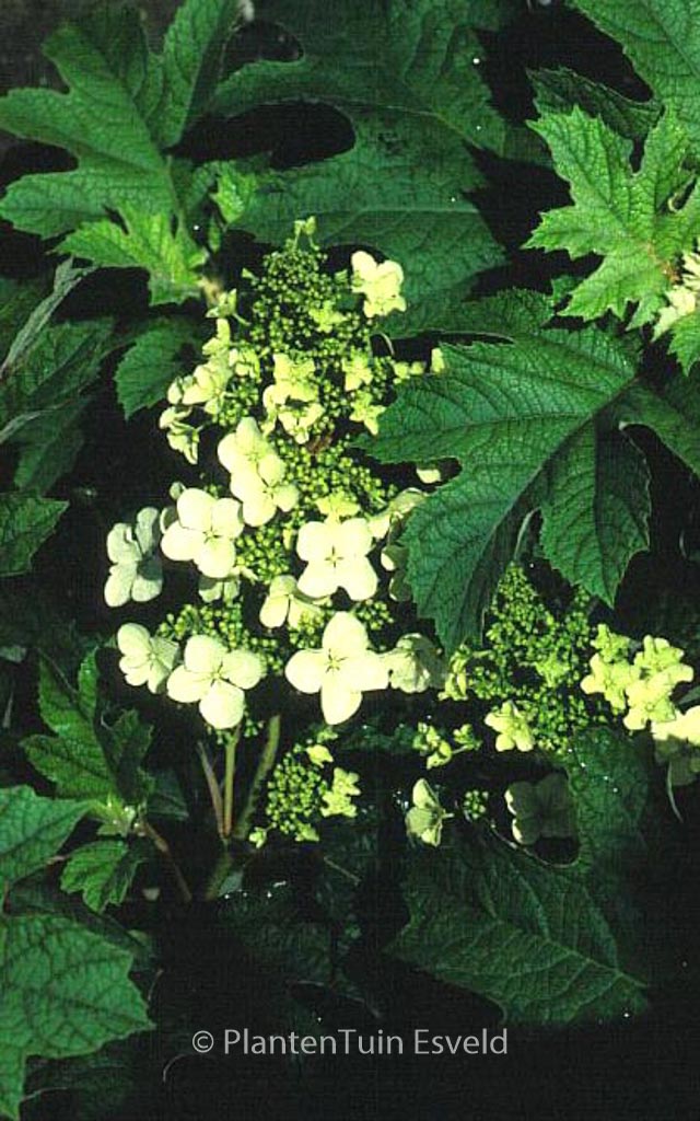 Hydrangea quercifolia ‘Pee Wee’