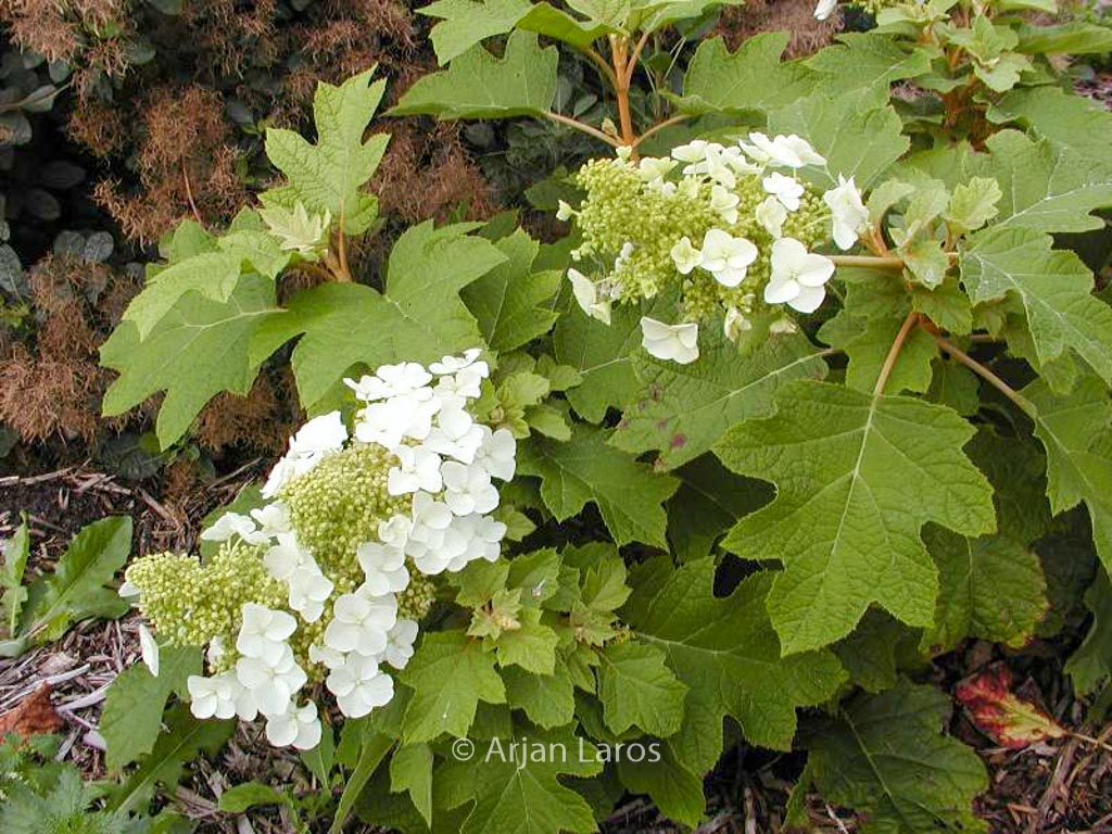 Hydrangea quercifolia ‘Sike’s Dwarf’