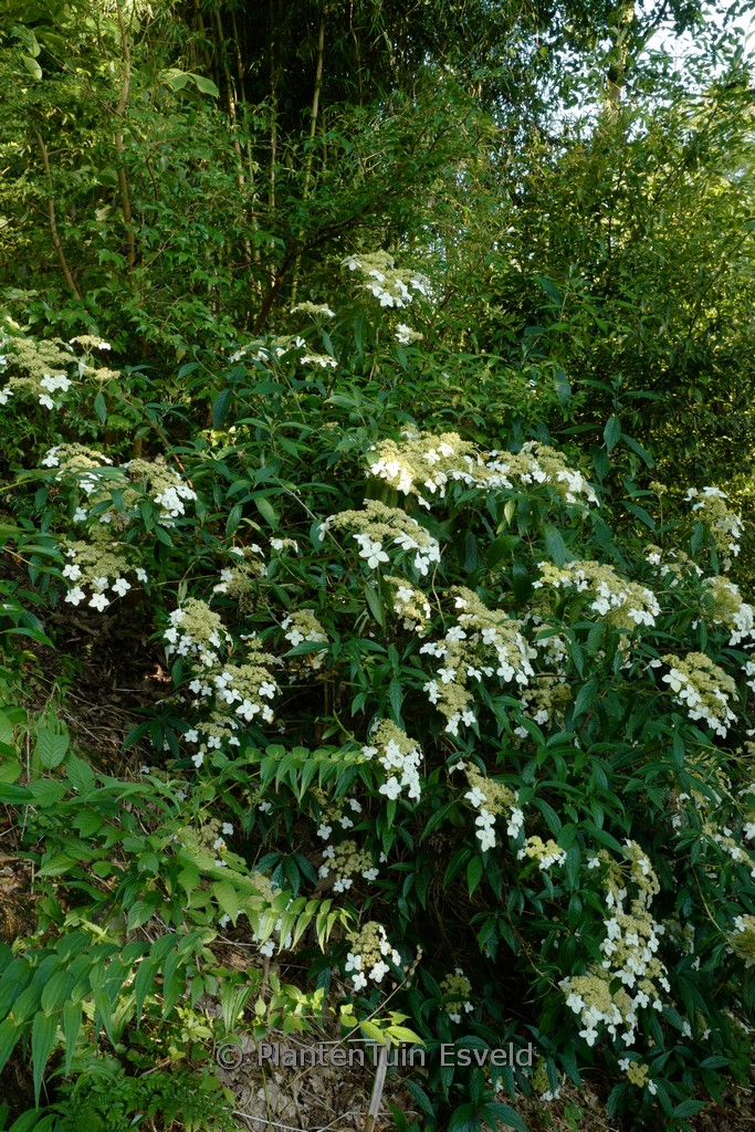 Hydrangea scandens chinensis f. angustipetala ‘Gold Dust’ syn: chingii