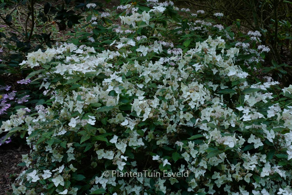 Hydrangea scandens x serrata ‘Mine-no-yuki’
