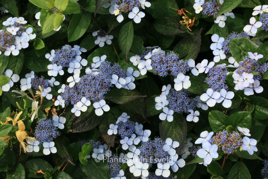 Hydrangea serrata ‘Ai-gaku’