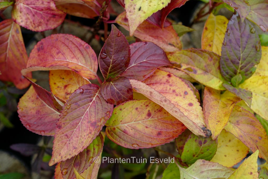 Hydrangea serrata ‘Airegon yama’