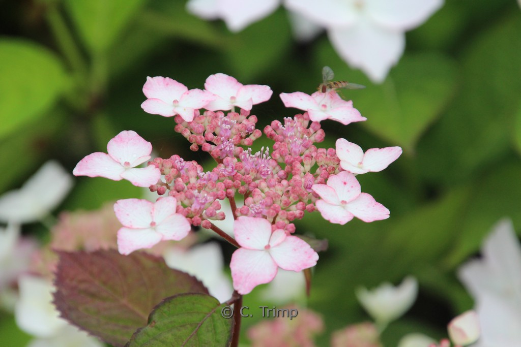 Hydrangea serrata ‘Beni-gaku’