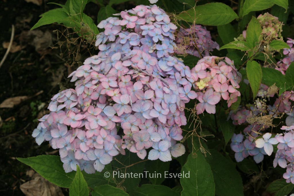 Hydrangea serrata ‘Betu-ko-temari’