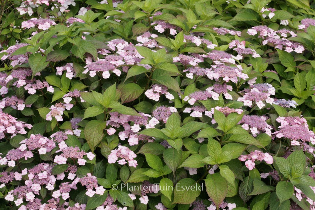 Hydrangea serrata ‘Blue Billow’