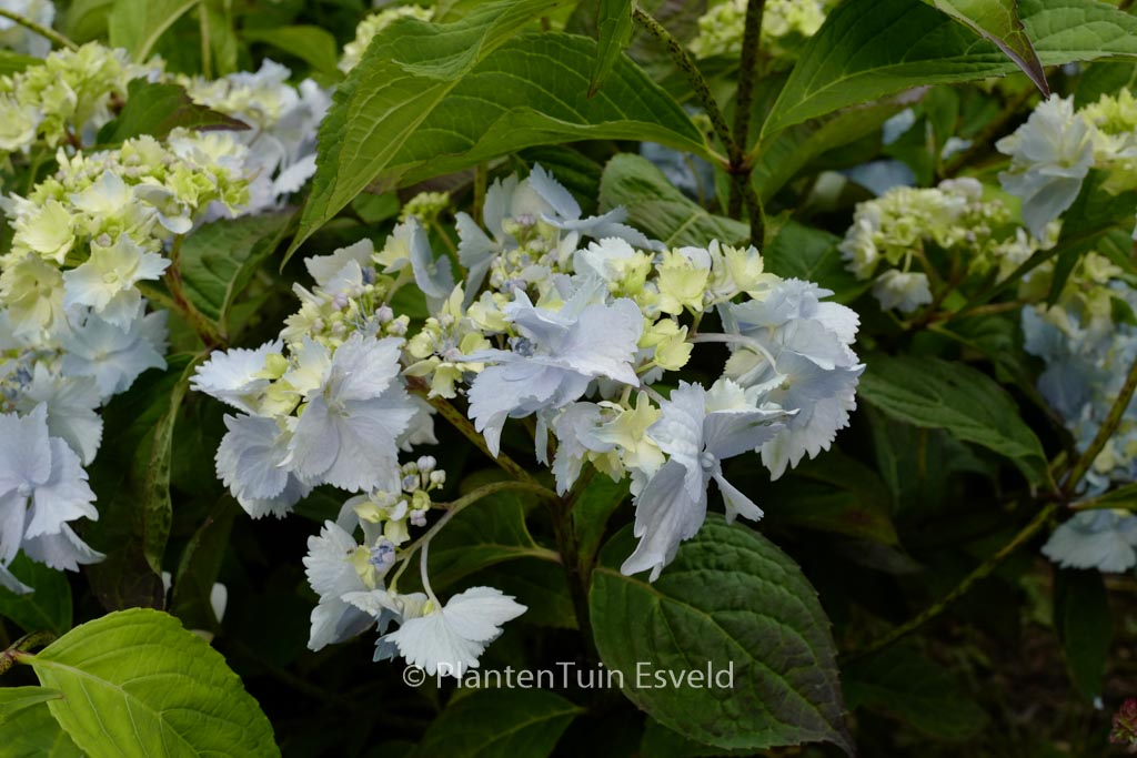 Hydrangea serrata ‘Blue Deckle’