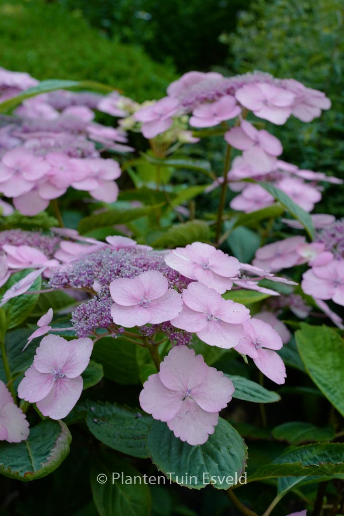 Hydrangea serrata ‘Bluebird’