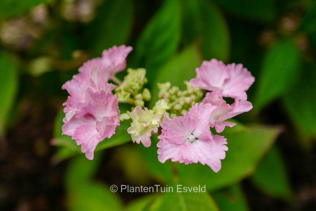 Hydrangea serrata ‘Cap Sizun’