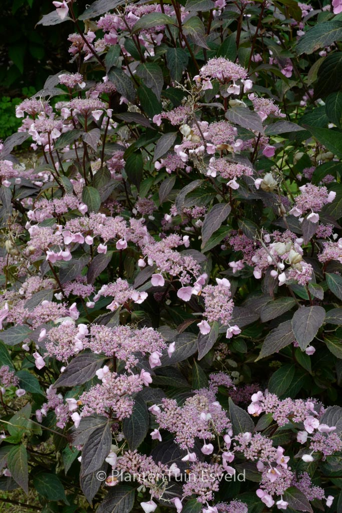 Hydrangea serrata ‘Chappell Cherry’