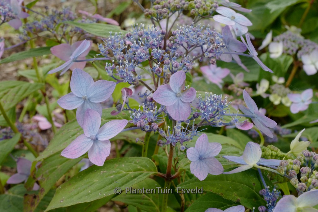 Hydrangea serrata ‘Crug Caerulea’