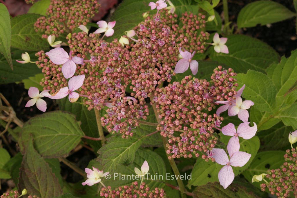 Hydrangea serrata ‘Crug Cobalt’