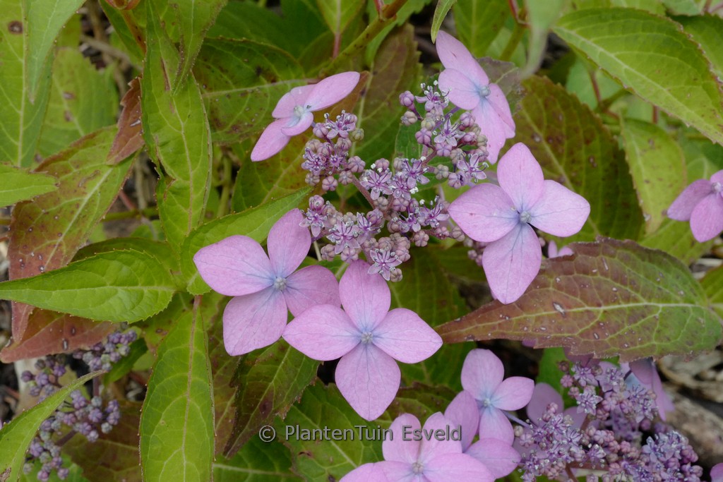 Hydrangea serrata ‘Crug So Cool’