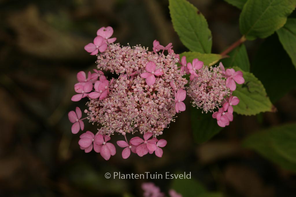 Hydrangea serrata ‘Diadem’