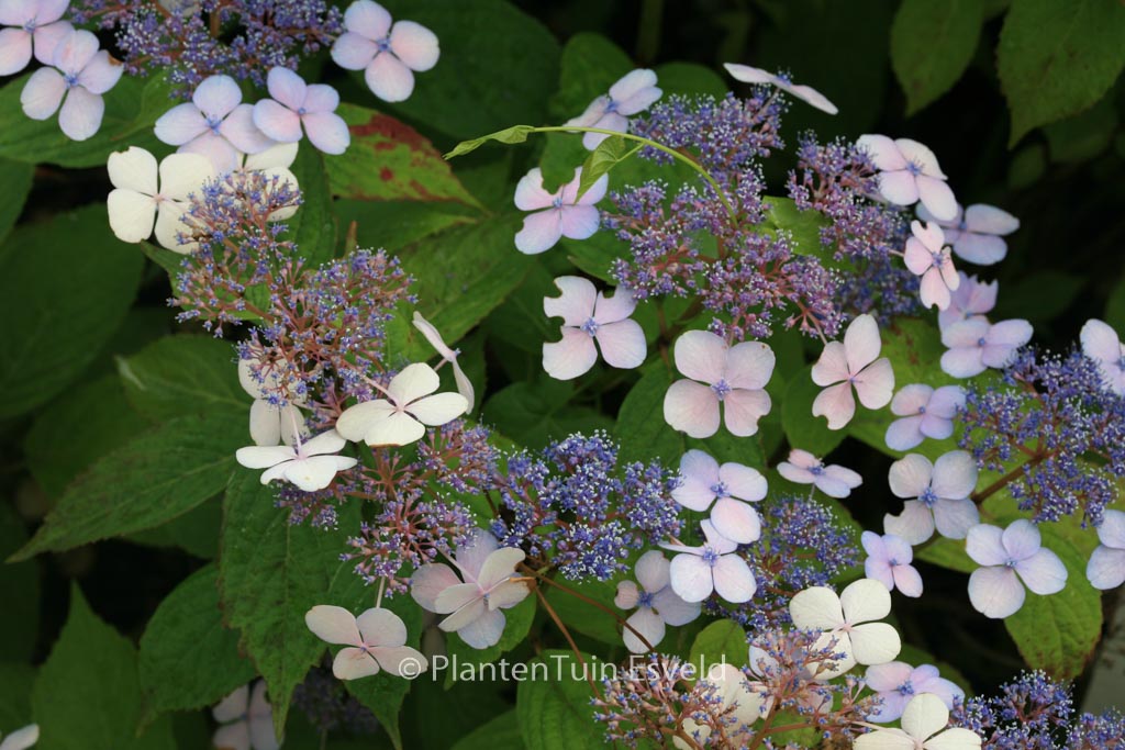 Hydrangea serrata ‘Forget Me Not’
