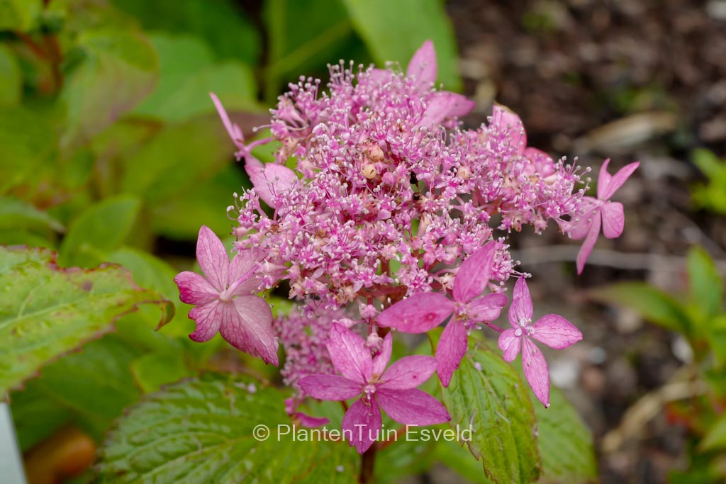 Hydrangea serrata ‘Fugen-no-hana’