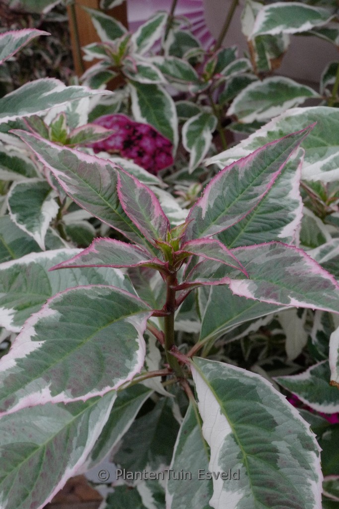 Hydrangea serrata ‘Gotemba-nishiki’ (Euphoria Pink)