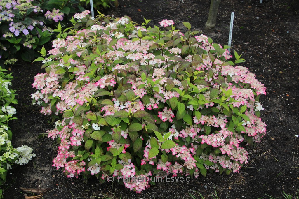 Hydrangea serrata ‘Hatsu Shime’