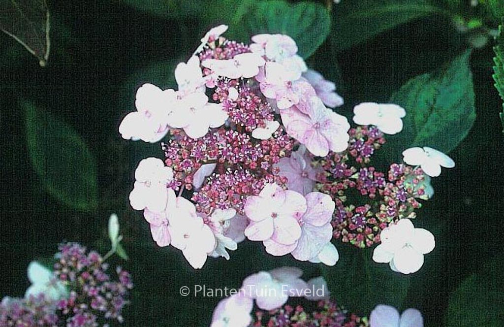 Hydrangea serrata ‘Imperatrice Eugenie’