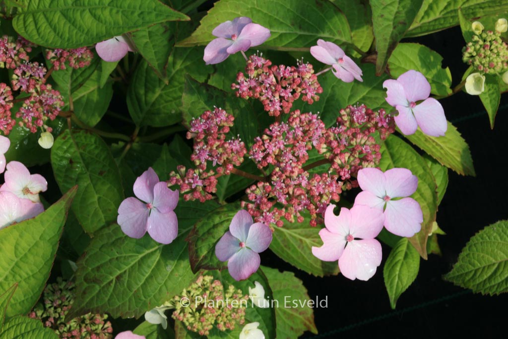 Hydrangea serrata ‘Isusai-jaku’