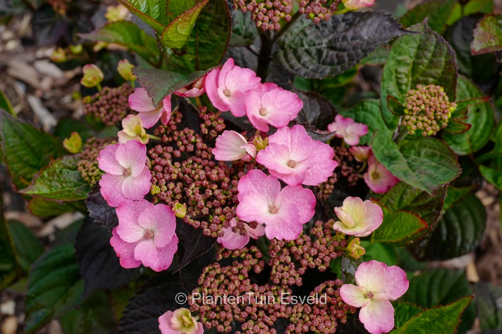 Hydrangea serrata ‘Jpd01’ (DAREDEVIL)