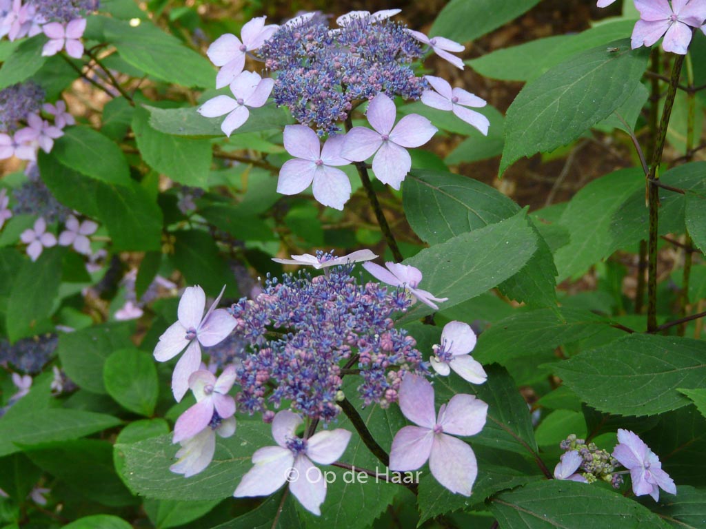 Hydrangea serrata ‘Kuro-hime’