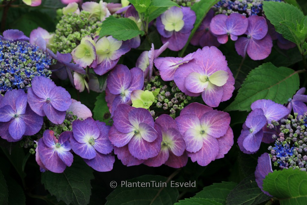 Hydrangea serrata ‘MAK 20’ (FLAIR & FLAVOURS BLUEBERRY CHEESECAKE)