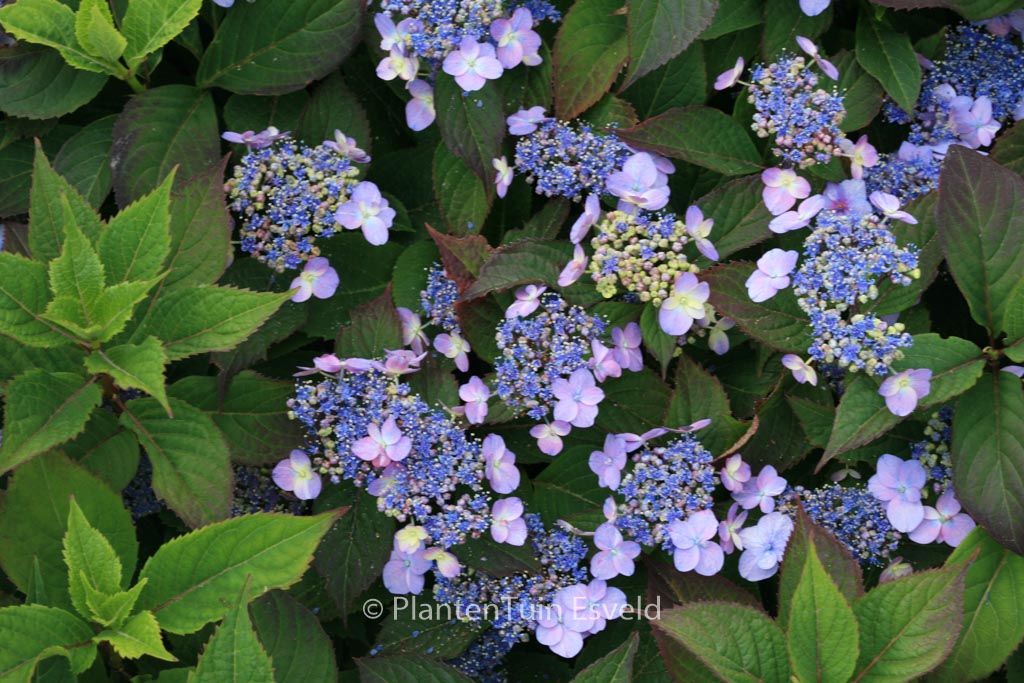 Hydrangea serrata ‘Maiko’