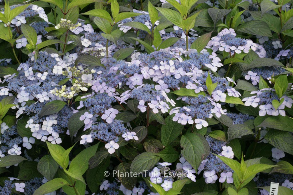 Hydrangea serrata ‘Miyama-kuro-hime’