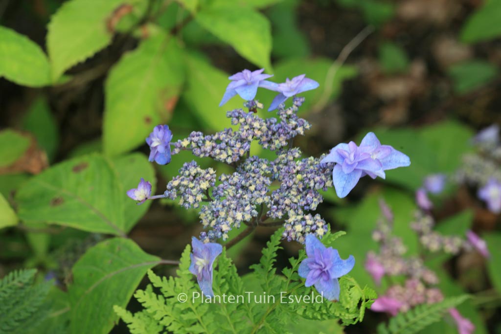 Hydrangea serrata ‘Miyama-yae-murasaki’